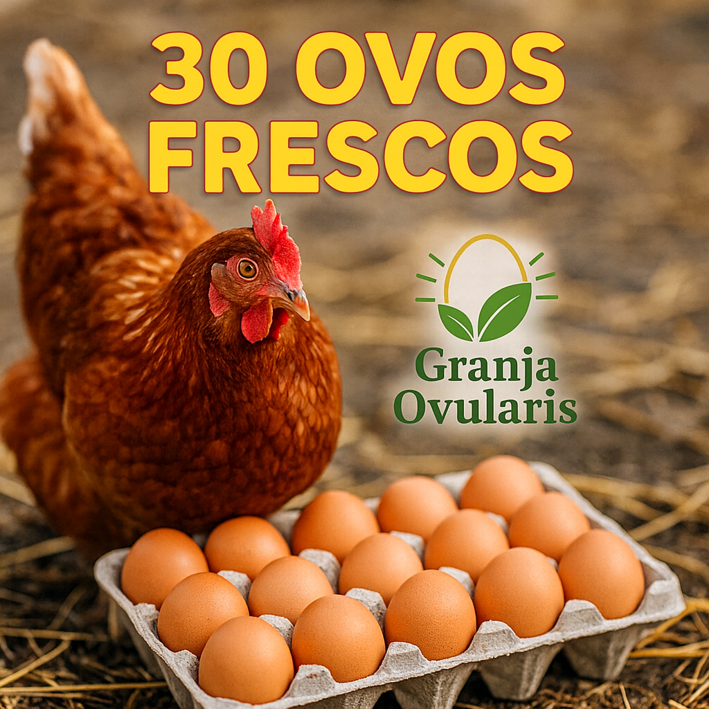 Ovos de Galinha 